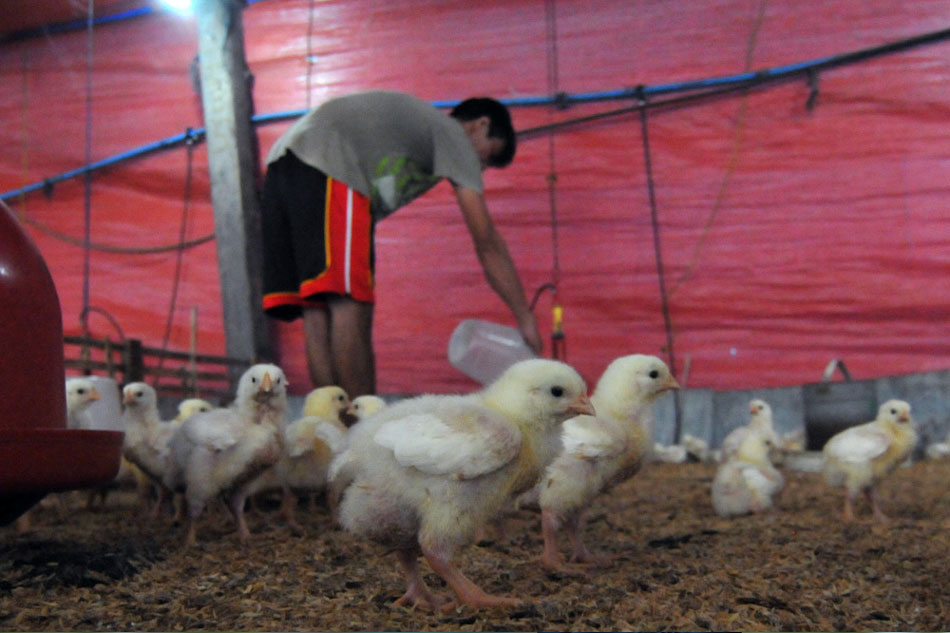 Download Chicken or egg? Bird flu outbreak hits layer farms | AVISO